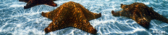 Atoll