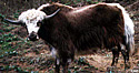 Yak
