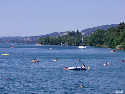 Meisterschwanden Seerose