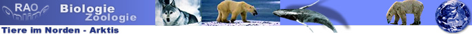 Tiere im Norden - Arktis
