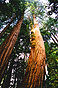 Muirwood