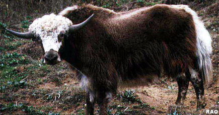 Yak